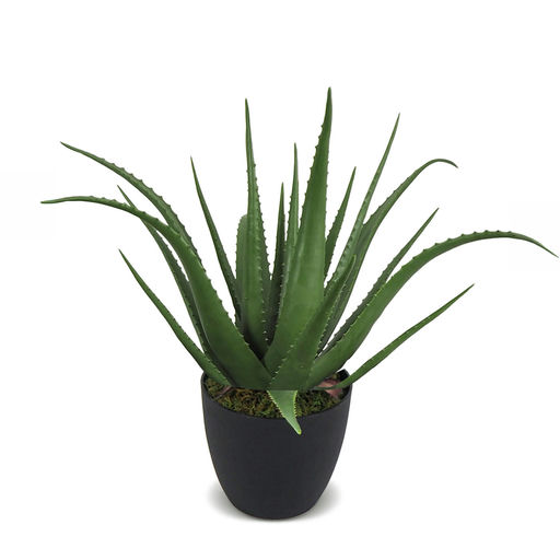 Aloe With Pot – L: 20 in x W: 20 in x H: 30 in – by Le Présent