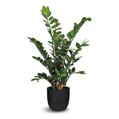 Zamioculcas (L: 24 in x W: 24 in x H: 35.5 in) – by Le Présent
