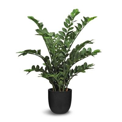 Zamioculcas (L: 28 in x W: 28 in x H: 39.5 in) – by Le Présent