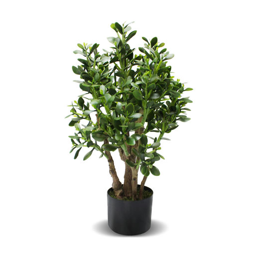 Jade Plant – L: 13.5 in x W: 13.5 in x H: 31 in