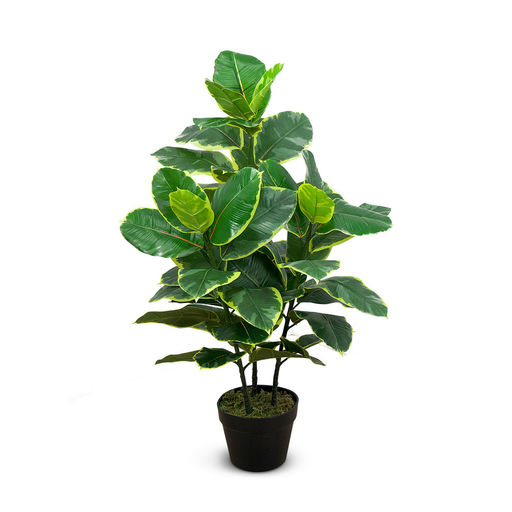 Ficus Elastica (L: 22 in x W: 23 in x H: 35 in) – by Le Présent