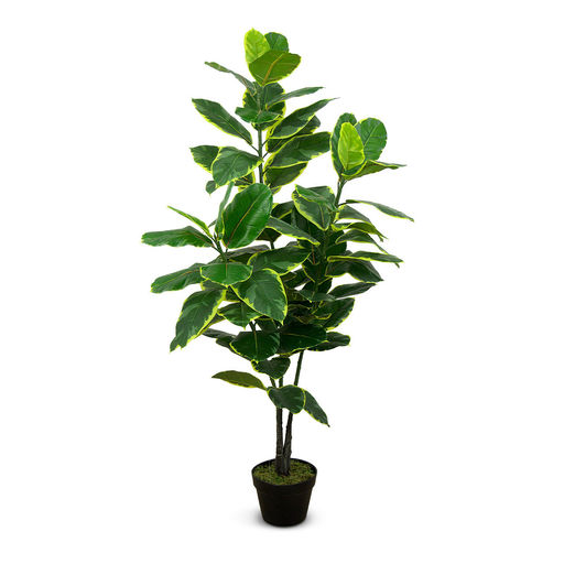 Ficus Elastica (L: 20 in x W: 30 in x H: 52 in) – by Le Présent