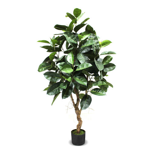 Ficus Elastica (L: 32 in x W: 32 in x H: 67 in) – by Le Présent
