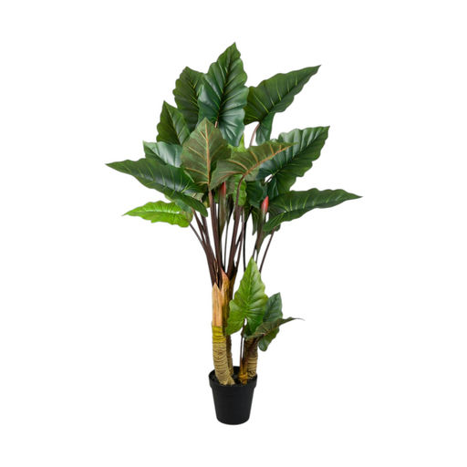Philodendron (L: 32 in x W: 32 in x H: 59 in)