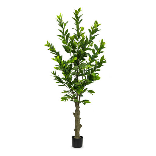 Lemon Tree (L: 43 in x W: 43 in x H: 82 in) – by Le Présent