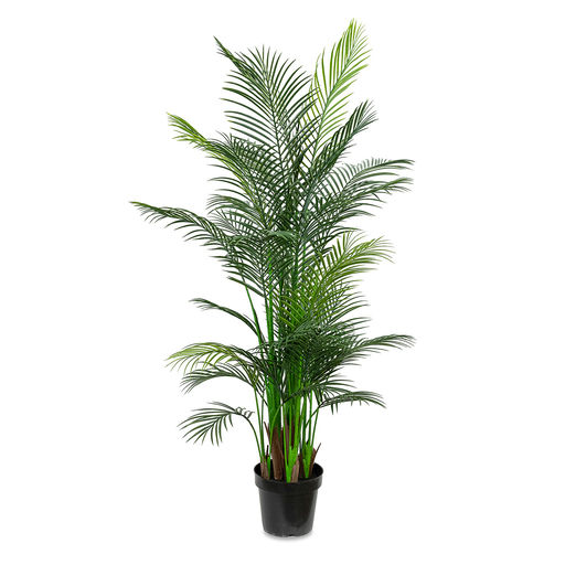 Palmier – L: 31 in x W: 32 in x H: 55 in