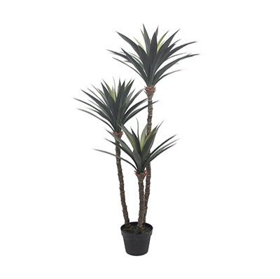 Dracaena Black Pot – L: 28 in x W: 28 in x H: 60 in – by Le Présent