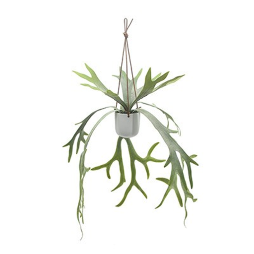 Staghorn – L: 14 in x W: 14 in x H: 26 in – by Le Présent