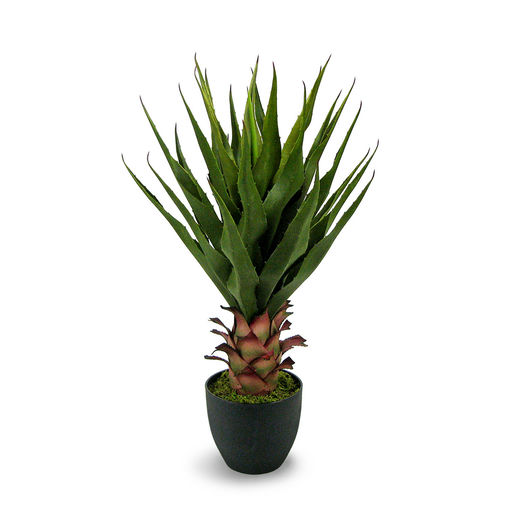 Agave (L: 20 in x W: 20 in x H: 28 in)