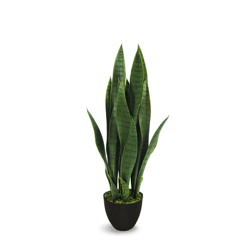Sanseveria Green – L: 8 in x W: 8 in x H: 26 in – by Le Présent