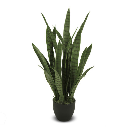 Sansevieria (L: 10 in x W: 10 in x H: 35 in)