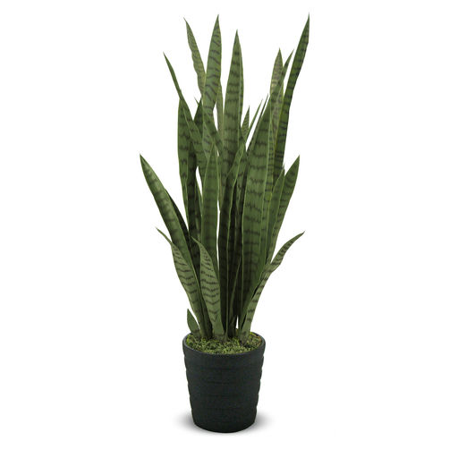 Sansevieria (L: 15 in x W: 15 in x H: 38 in)
