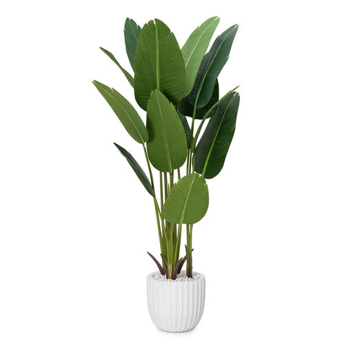 Potted Travellers Palm White Pot – L: 35 in x W: 35 in x H: 72 in – by Le Présent