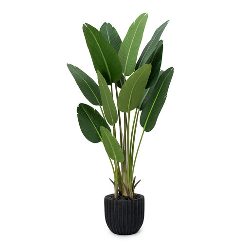 Potted Travellers Palm Black Pot – L: 35 in x W: 35 in x H: 72 in – by Le Présent