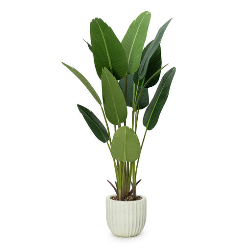 Potted Travellers Palm Beige Pot – L: 35 in x W: 35 in x H: 72 in – by Le Présent