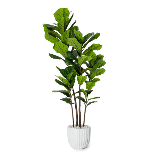 Potted Fiddle Leaf White Pot – L: 31 in x W: 31 in x H: 72 in – by Le Présent
