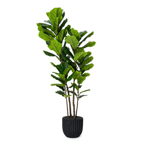 Potted Fiddle Leaf Black Pot – L: 31 in x W: 31 in x H: 72 in – by Le Présent