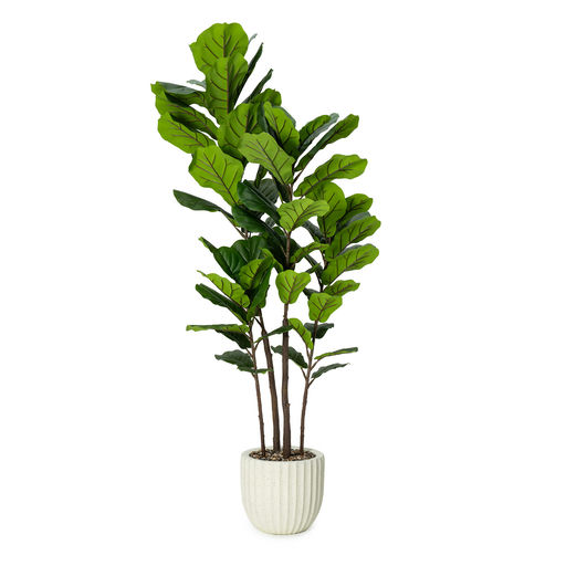 Potted Fiddle Leaf Beige Pot – L: 31 in x W: 31 in x H: 72 in – by Le Présent