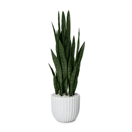 Potted Sansevieria White Pot – L: 16 in x W: 16 in x H: 47 in – by Le Présent