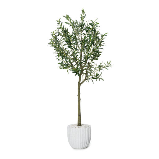 Potted Olive Tree White Pot – L: 28 in x W: 28 in x H: 72 in – by Le Présent